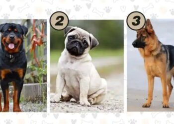 Teste Rápido: Escolha um filhote de cachorro e descubra o que você precisa ouvir para ter sucesso na vida