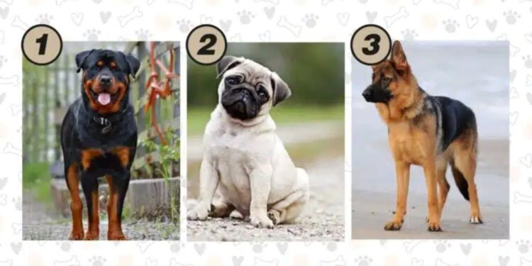 Teste Rápido: Escolha um filhote de cachorro e descubra o que você precisa ouvir para ter sucesso na vida