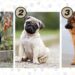 Teste Rápido: Escolha um filhote de cachorro e descubra o que você precisa ouvir para ter sucesso na vida
