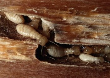 saiba como acabar com cupim