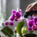 Ingrediente Incrível: Faça com que suas orquídeas caseiras floresçam rapidamente