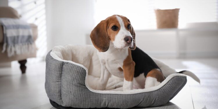 saiba como escolher cama para cachorro