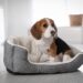 saiba como escolher cama para cachorro