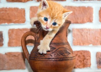 curiosidades felinas