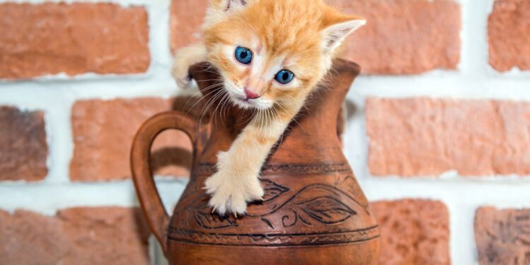 curiosidades felinas