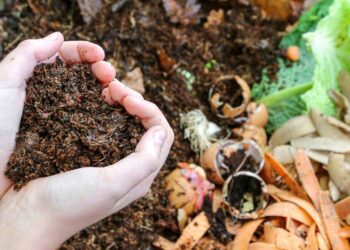 conheça alternativas de adubos orgânicos