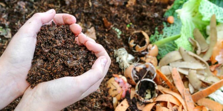 conheça alternativas de adubos orgânicos