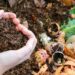 conheça alternativas de adubos orgânicos