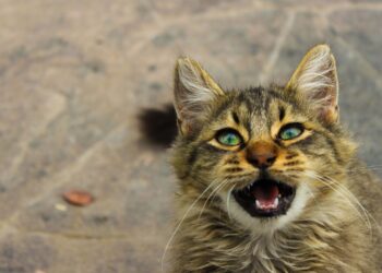 gatos abrem a boca quando cheiram