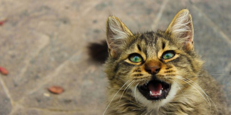 gatos abrem a boca quando cheiram