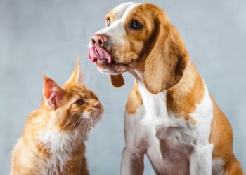 gelatina de pés de frango