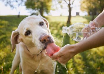 Oito dicas essenciais para cuidar do seu pet nos dias quentes