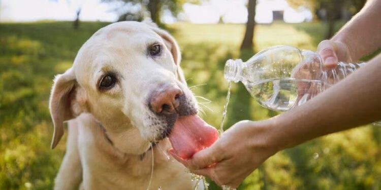 Oito dicas essenciais para cuidar do seu pet nos dias quentes