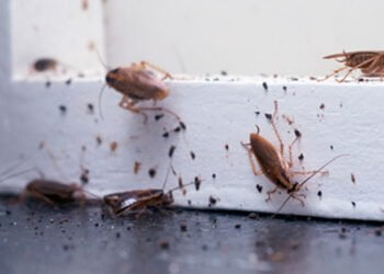 Baratas longe da sua casa de uma forma simples e natural com essa dica!