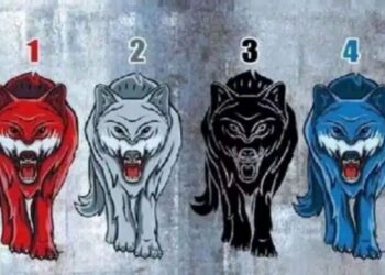 Teste de personalidade: o lobo que você escolhe revela um segredo sobre você