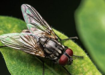 ADEUS MOSCAS: Dê adeus a estes insetos com este truque simples e barato