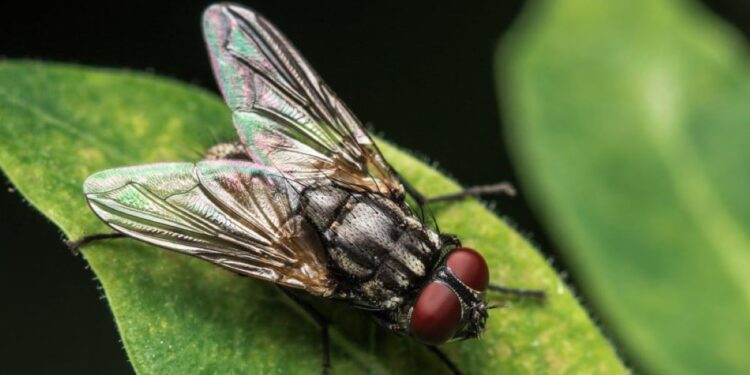 ADEUS MOSCAS: Dê adeus a estes insetos com este truque simples e barato