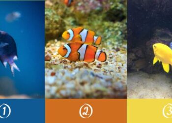 TESTE DO PEIXE: Escolha e revele sua maor qualidade escondida