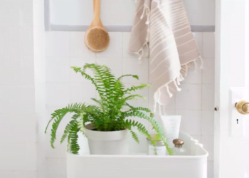 conheça plantas para banheiro