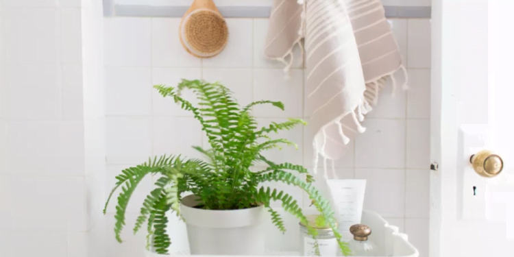 conheça plantas para banheiro