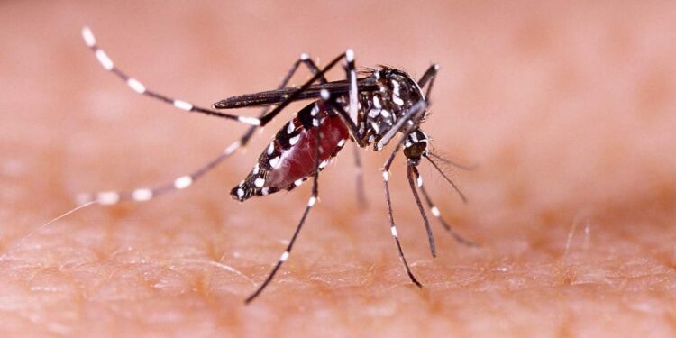 conheça plantas que afastam o mosquito da dengue