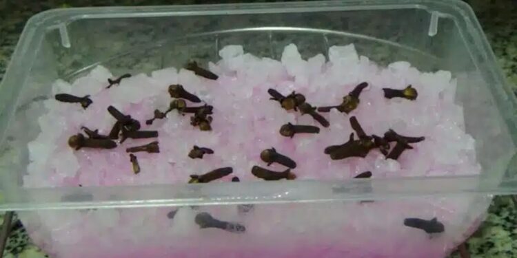 Faça esse repelente natural! Ele remove IMEDIATAMENTE todos os insetos de casa