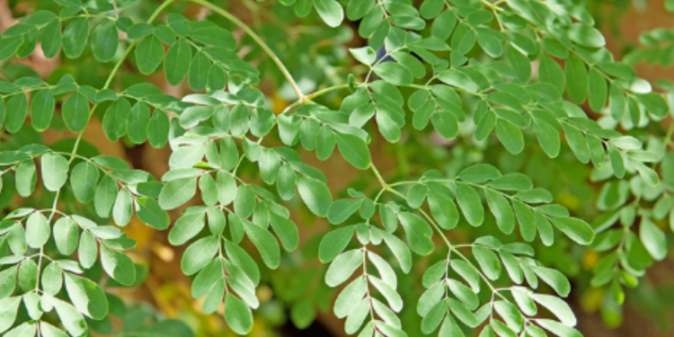 Conheça o alimento poderoso que contém 7 vezes mais vitamina C do que a laranja