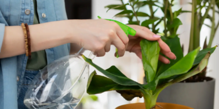 5 maneiras de usar o Vinagre para beneficiar suas Plantas