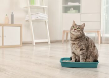 Como evitar o mau cheiro na caixa de areia do gato?