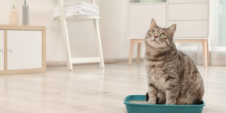 Como evitar o mau cheiro na caixa de areia do gato?