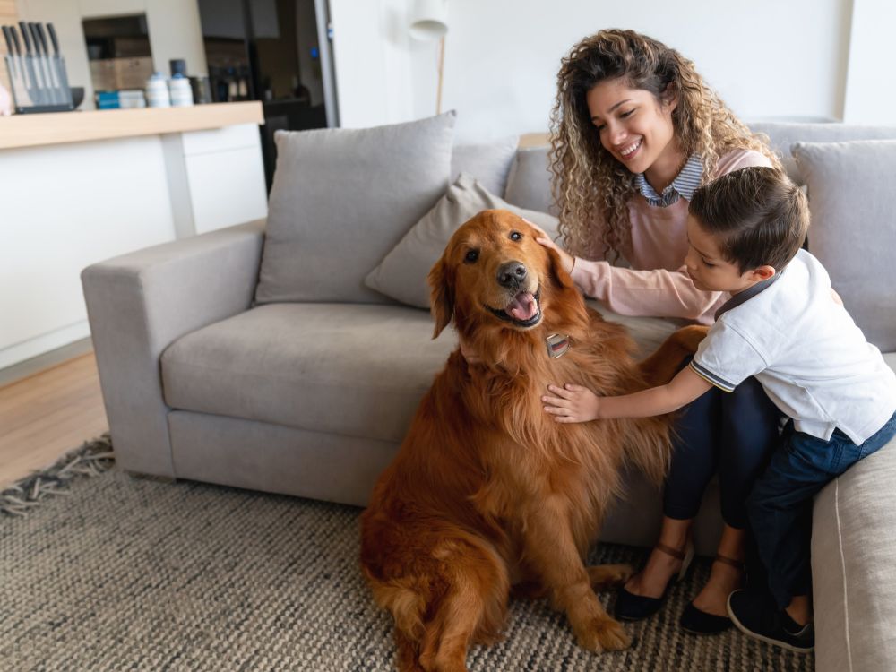 Como manter o sofá cheiroso com pet em casa?