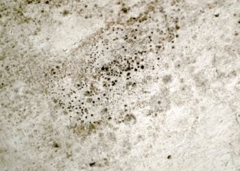 Como prevenir mofo nos móveis? Veja dicas!