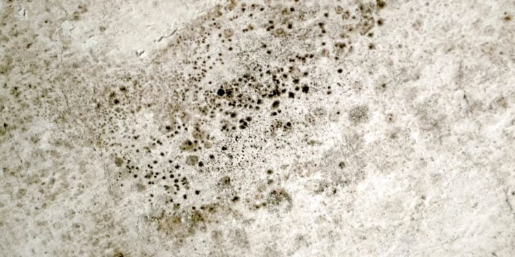 Como prevenir mofo nos móveis? Veja dicas!