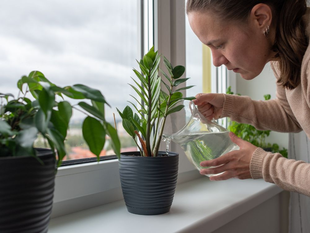 É por isto que você deve ter plantas em casa!