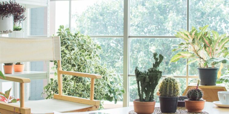 É por isto que você deve ter plantas em casa!