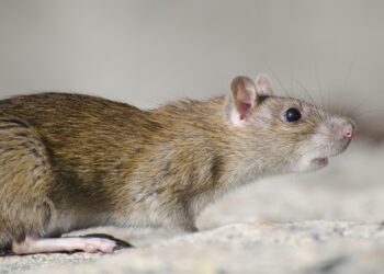 Pelo de Ratos em canela
