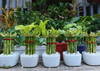 dicas de como cuidar de bambu da sorte