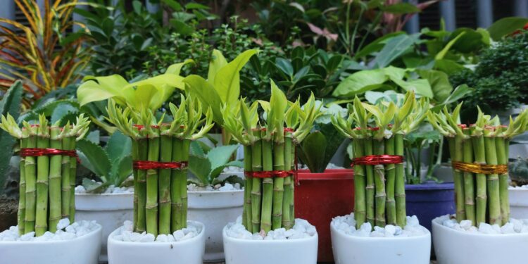 dicas de como cuidar de bambu da sorte