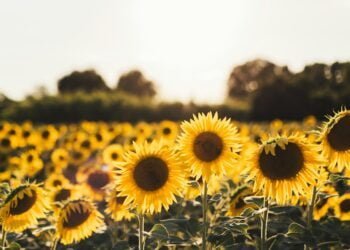 descubra como cuidar de girassol