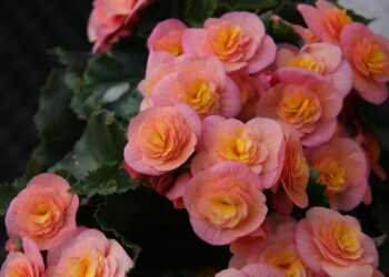 dicas de flores para jardim