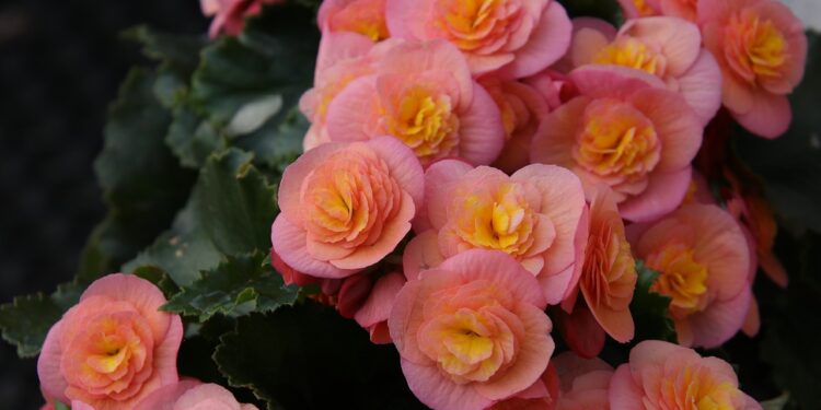 dicas de flores para jardim