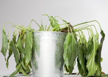 Saiba como salvar planta murcha