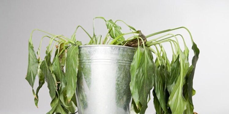 Saiba como salvar planta murcha