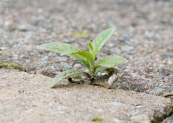Ervas daninhas na calçada? Veja truques para combater!
