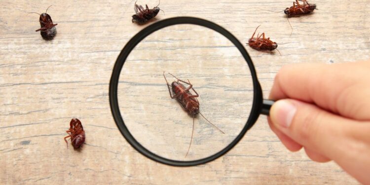 Este tempero ajuda a espantar as baratas da casa: Confira