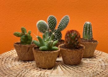 Itens decorativos para espaços pequenos: Quais os melhores?