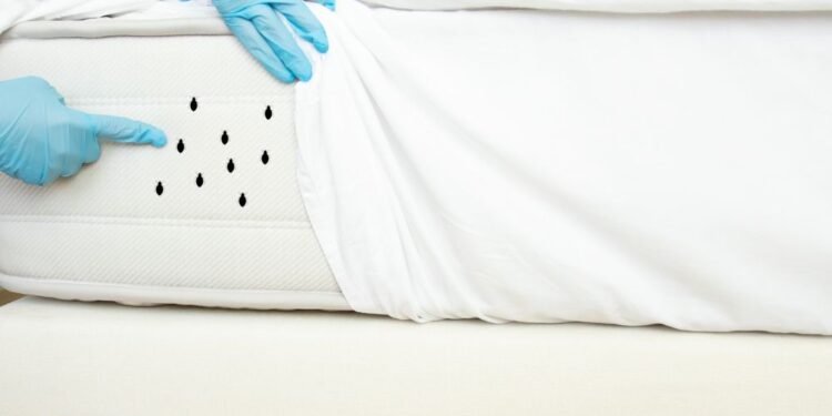 Mistura caseira que elimina ácaros facilmente: Conheça a receita