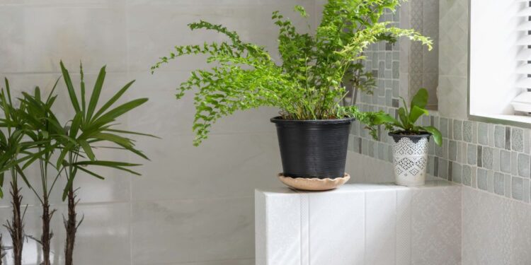 Motivos INCRÍVEIS para ter plantas no banheiro: Surpreenda-se!