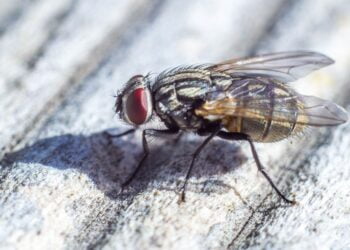 Não cometa estes erros se você quer uma casa livre de moscas