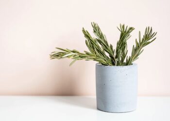 Plantas milagrosas que ajudam a espantar insetos!
